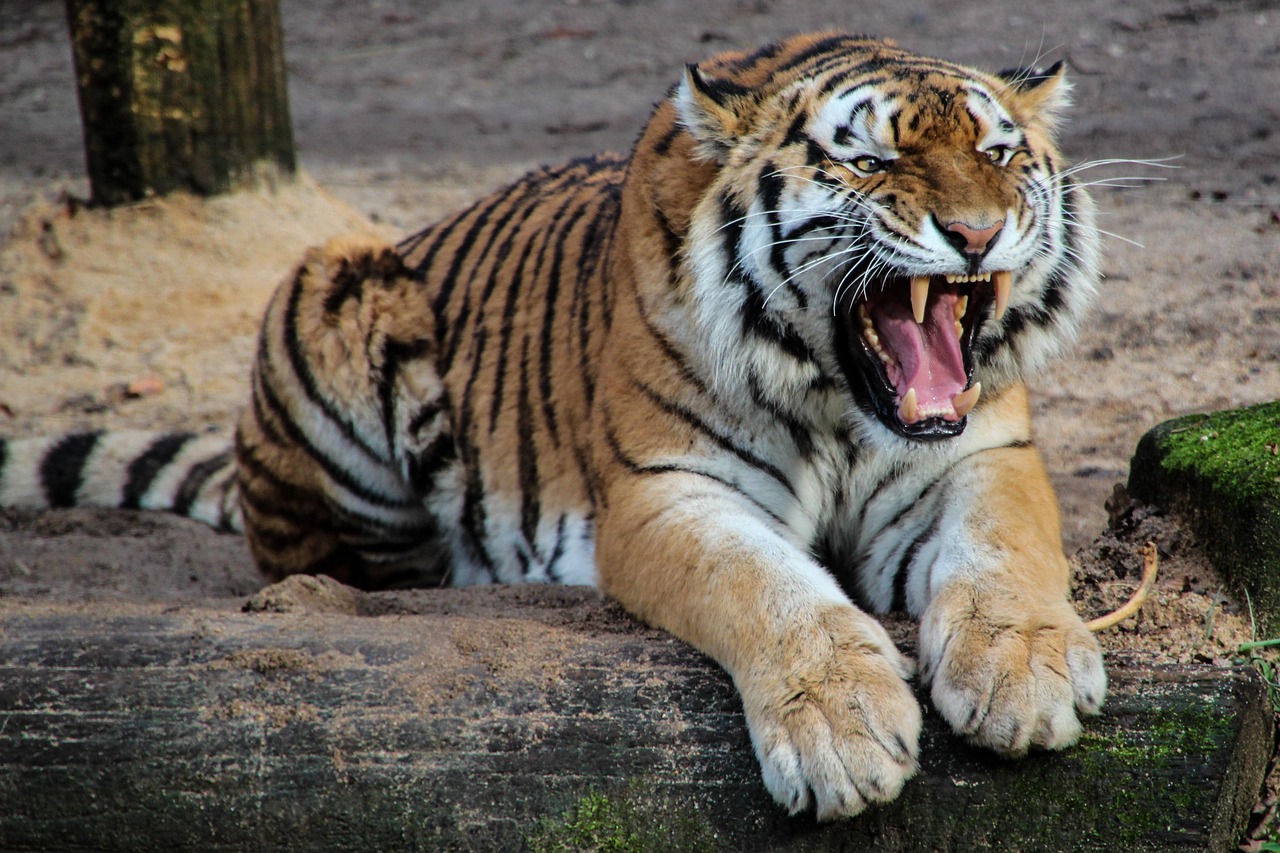 Kanha Tiger