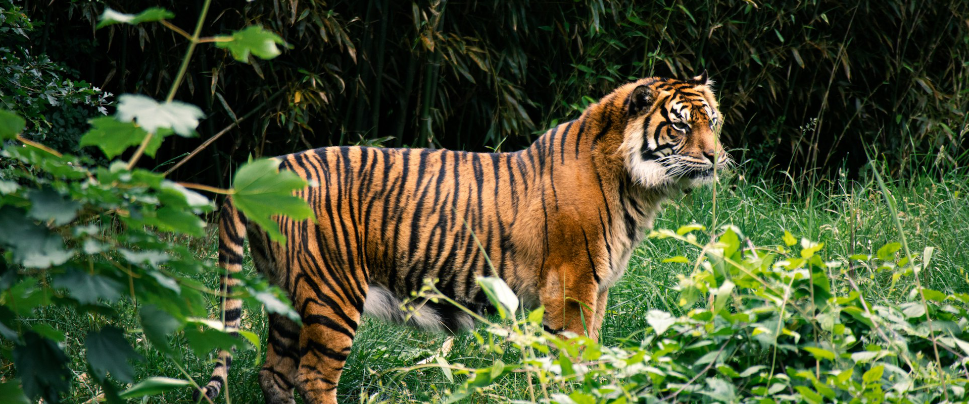 Kanha Tiger