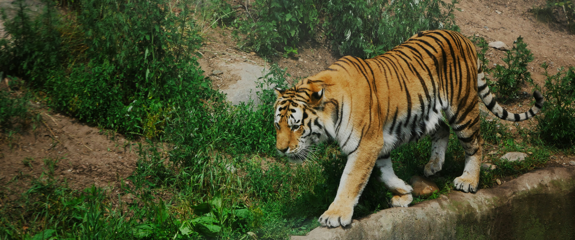 Kanha Leopard