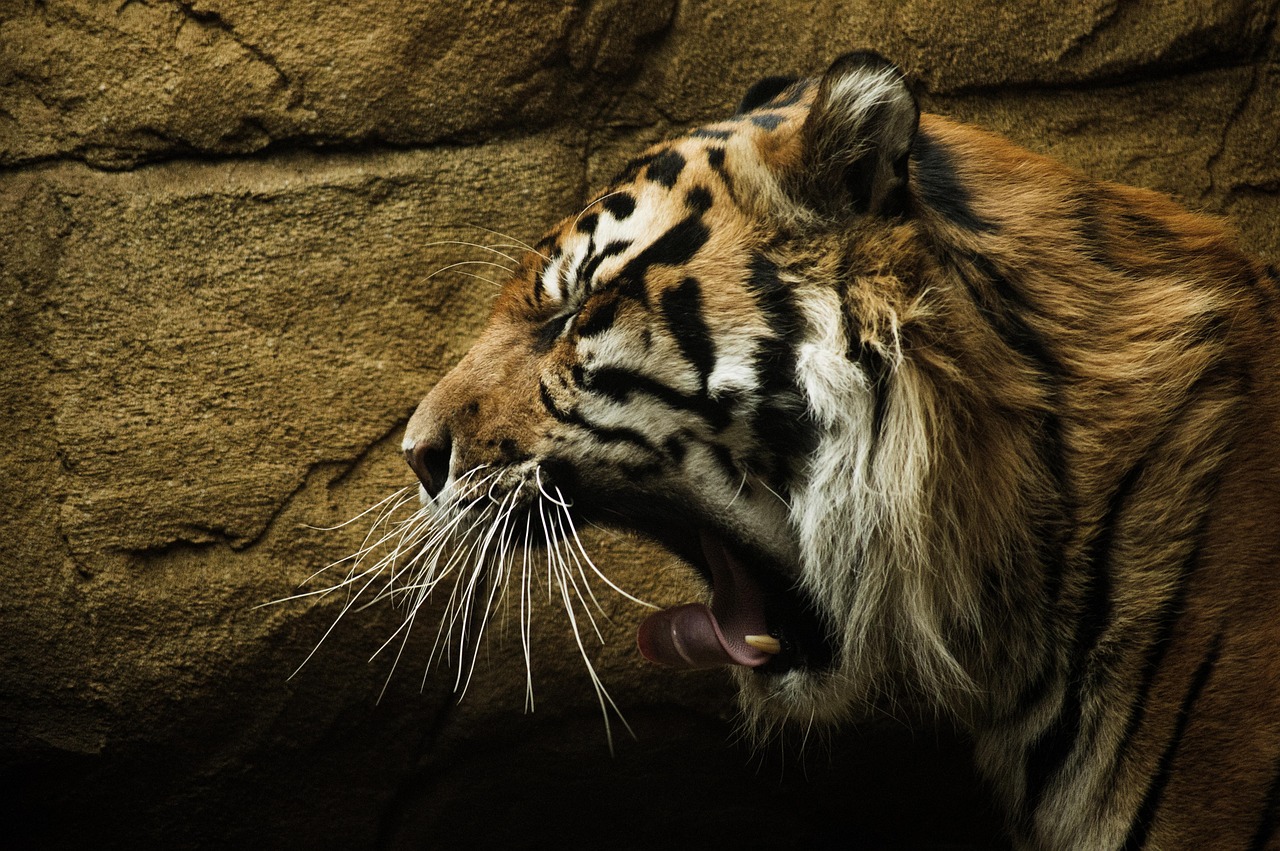 Kanha National Park